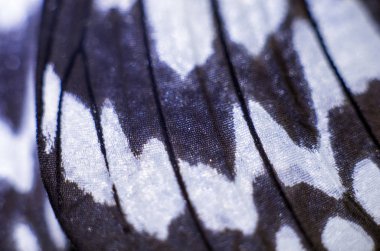 makro bir kelebek kanat