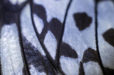 makro bir kelebek kanat