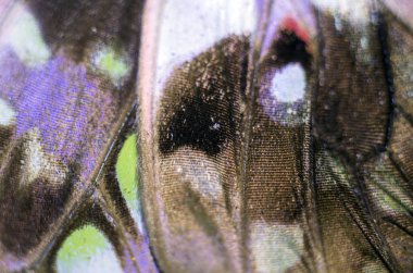 makro bir kelebek kanat