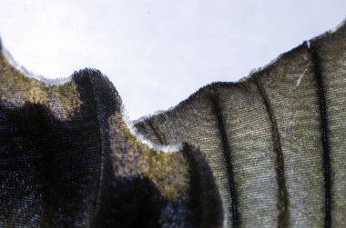 makro bir kelebek kanat