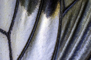 makro bir kelebek kanat