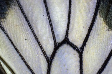 makro bir kelebek kanat