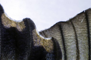 makro bir kelebek kanat