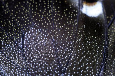 makro bir kelebek kanat