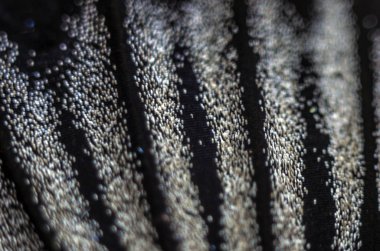 makro bir kelebek kanat