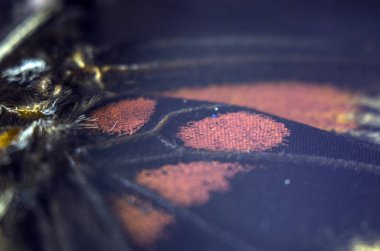 makro bir kelebek kanat