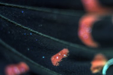 makro bir kelebek kanat