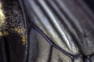 makro bir kelebek kanat