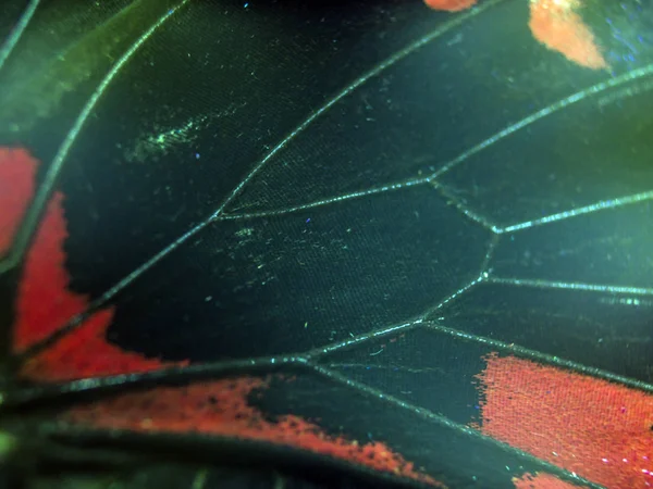 Mikroskop altında kelebek kanatları