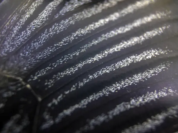 Mikroskop altında kelebek kanatları