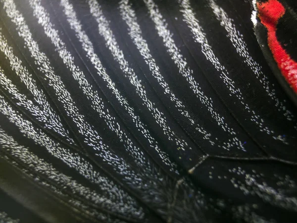 Mikroskop altında kelebek kanatları