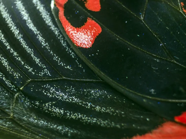 Mikroskop altında kelebek kanatları