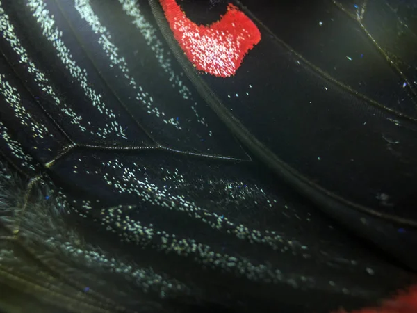 Mikroskop altında kelebek kanatları