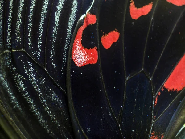 Mikroskop altında kelebek kanatları