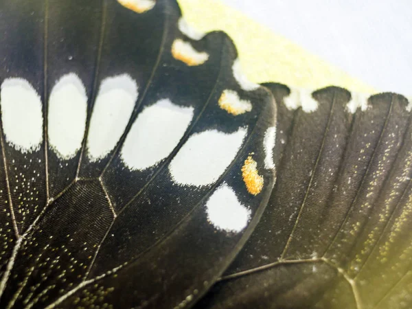 Mikroskop altında kelebek kanatları