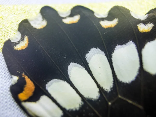Motýlí Křídla Pod Mikroskopem — Stock fotografie
