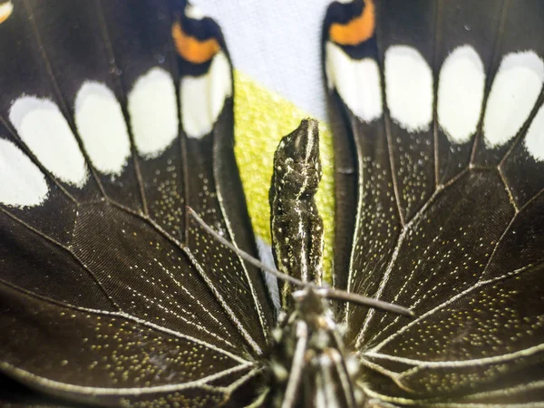 Mikroskop altında kelebek kanatları