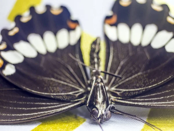 Mikroskop altında kelebek kanatları