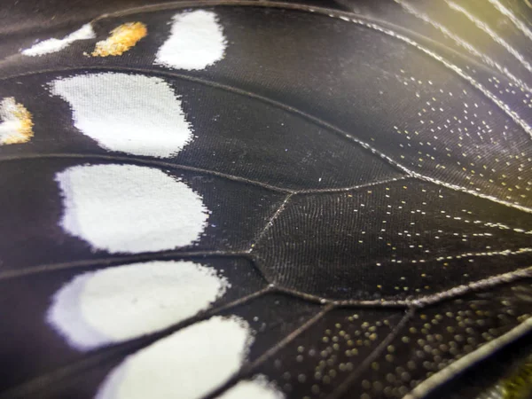 Mikroskop altında kelebek kanatları