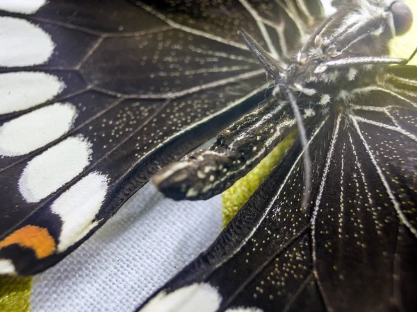 Mikroskop Altında Kelebek Kanatları — Stok fotoğraf