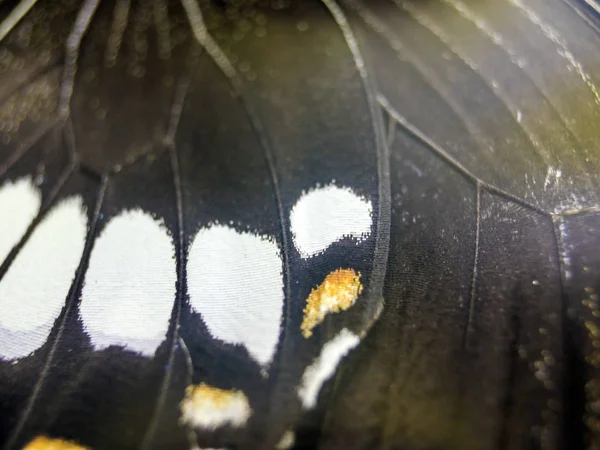 Mikroskop altında kelebek kanatları