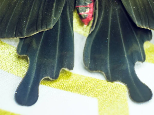 Mikroskop altında kelebek kanatları