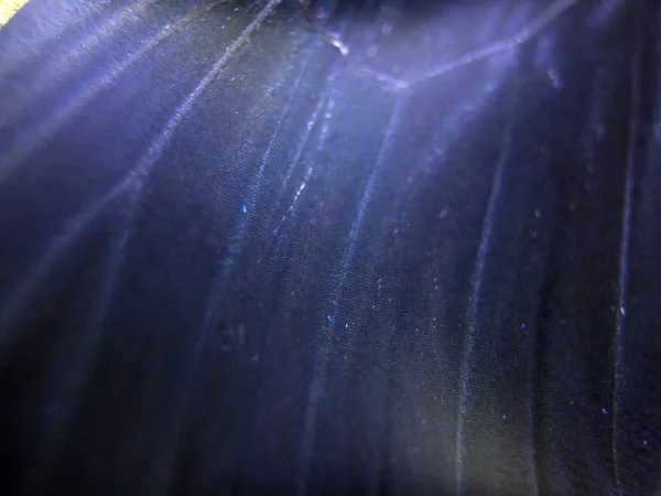 Крила Метелика Під Мікроскопом — стокове фото