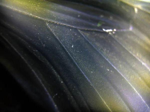 Mikroskop altında kelebek kanatları