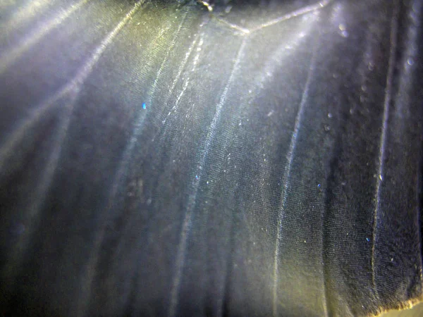 Mikroskop altında kelebek kanatları