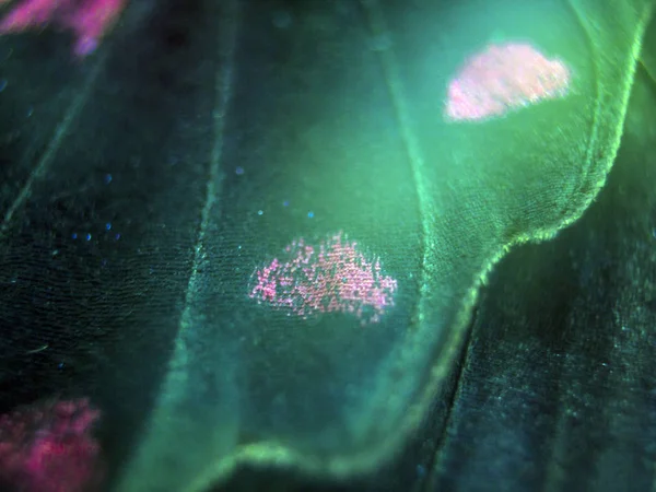 Mikroskop altında kelebek kanatları