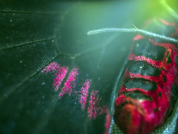 Mikroskop altında kelebek kanatları