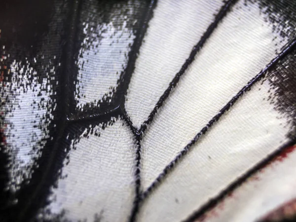 Mikroskop altında kelebek kanatları