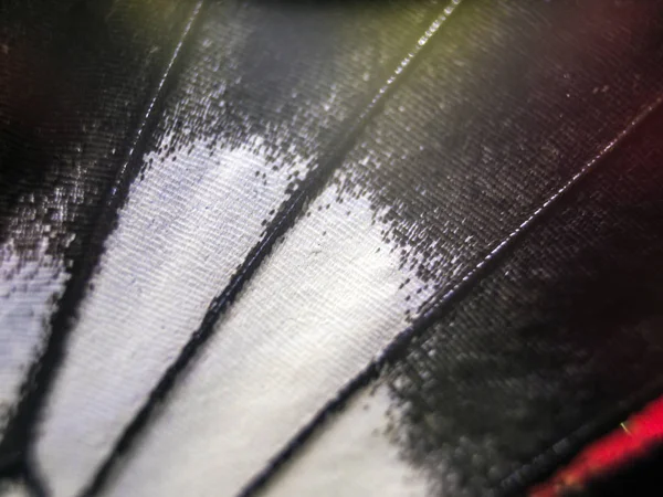 Mikroskop altında kelebek kanatları