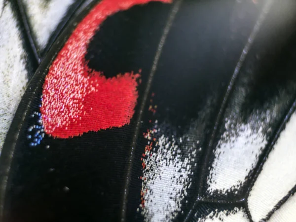 Mikroskop altında kelebek kanatları