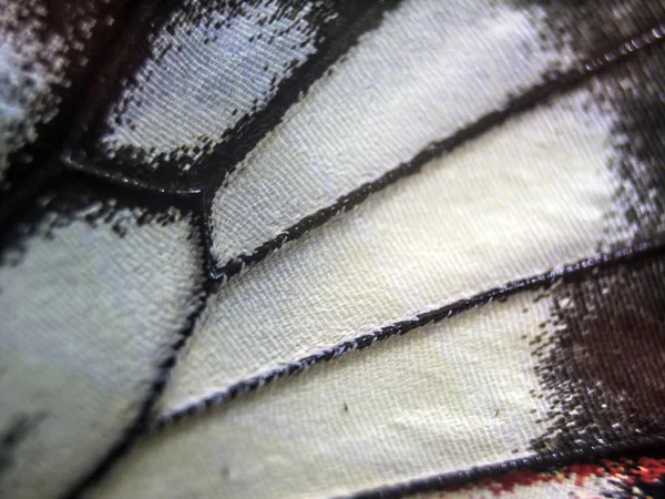 Mikroskop altında kelebek kanatları