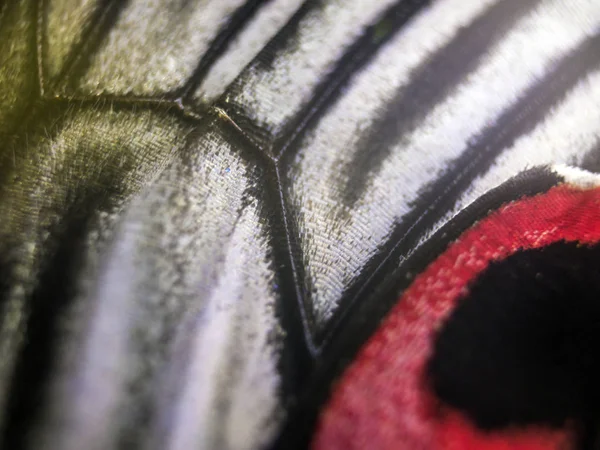 Mikroskop altında kelebek kanatları