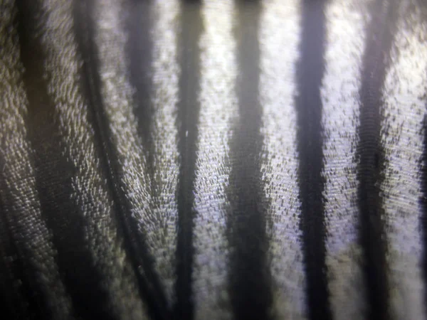 Mikroskop altında kelebek kanatları