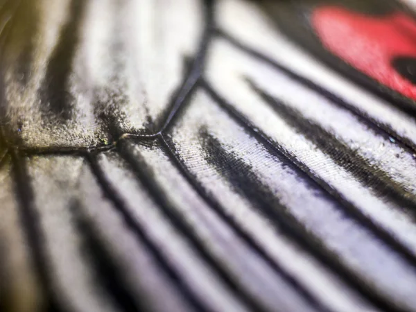 Mikroskop altında kelebek kanatları