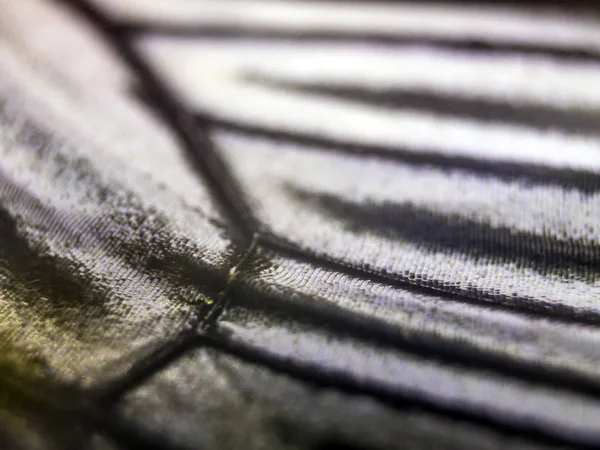 현미경 아래있는 나비의 — 스톡 사진