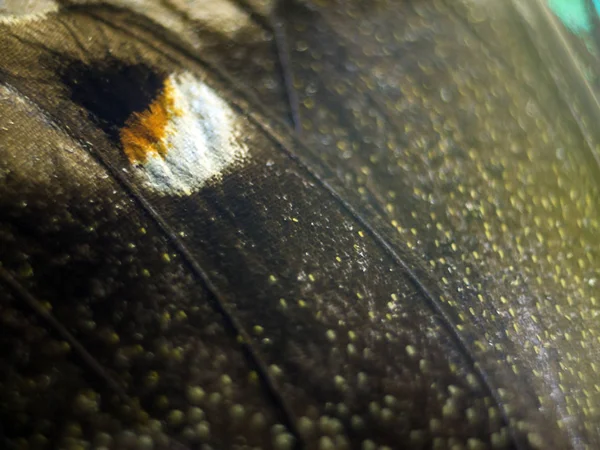 Mikroskop altında kelebek kanatları