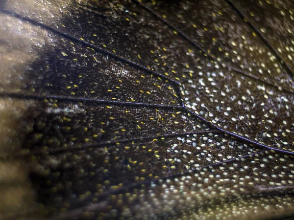 Mikroskop altında kelebek kanatları