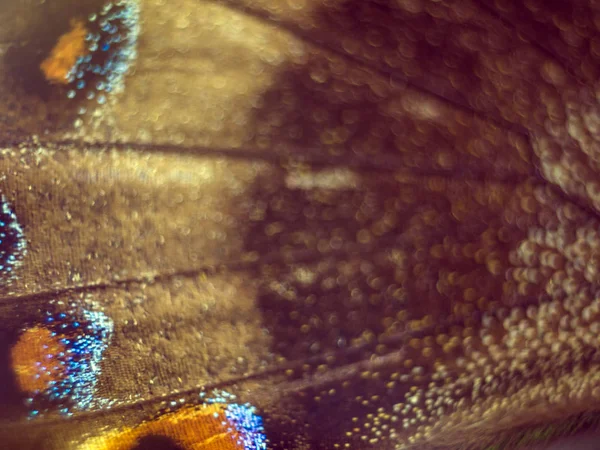 Ailes Papillon Microscope — Photo