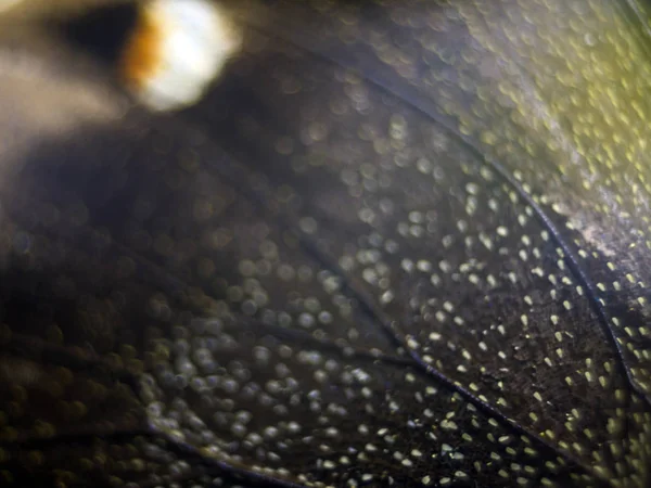 Mikroskop altında kelebek kanatları