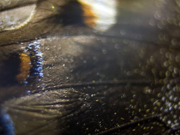 Mikroskop altında kelebek kanatları