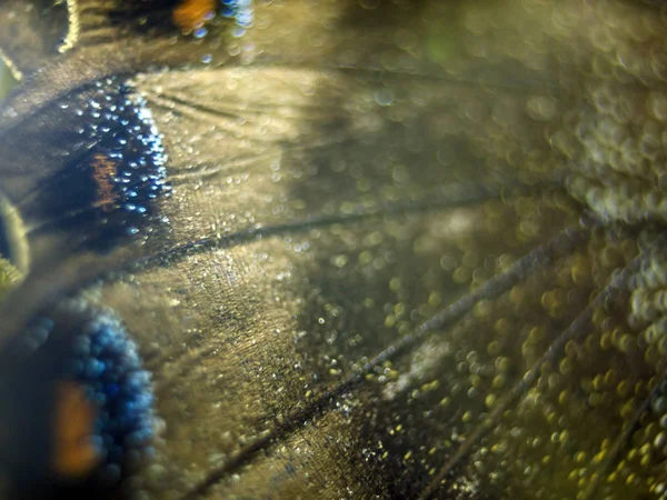 Motýlí Křídla Pod Mikroskopem — Stock fotografie