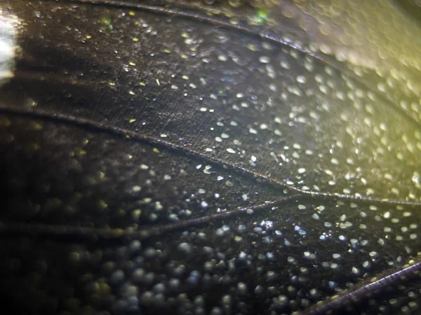 Mikroskop altında kelebek kanatları