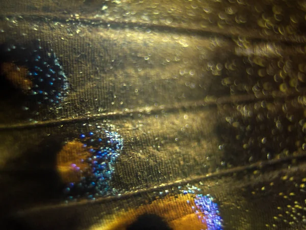 Mikroskop altında kelebek kanatları