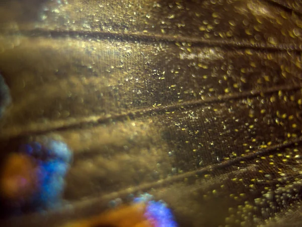 Mikroskop altında kelebek kanatları