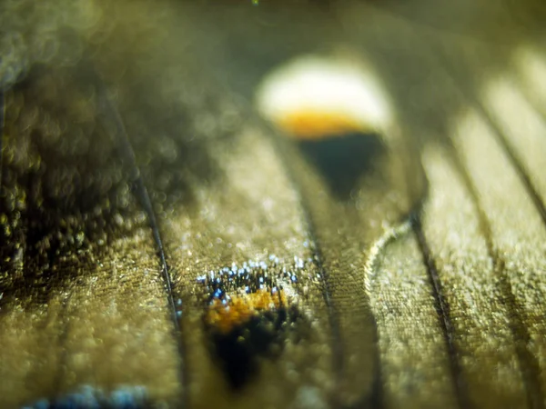 Ali Farfalla Microscopio — Foto Stock