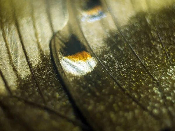 Mikroskop altında kelebek kanatları